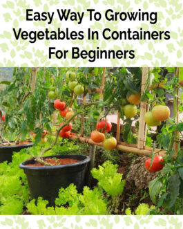 Easy Way To Growing Vegetables In Containers For Beginners