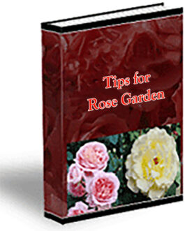 Tips for Rose Garden