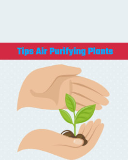 Tips Air Purifying Plants